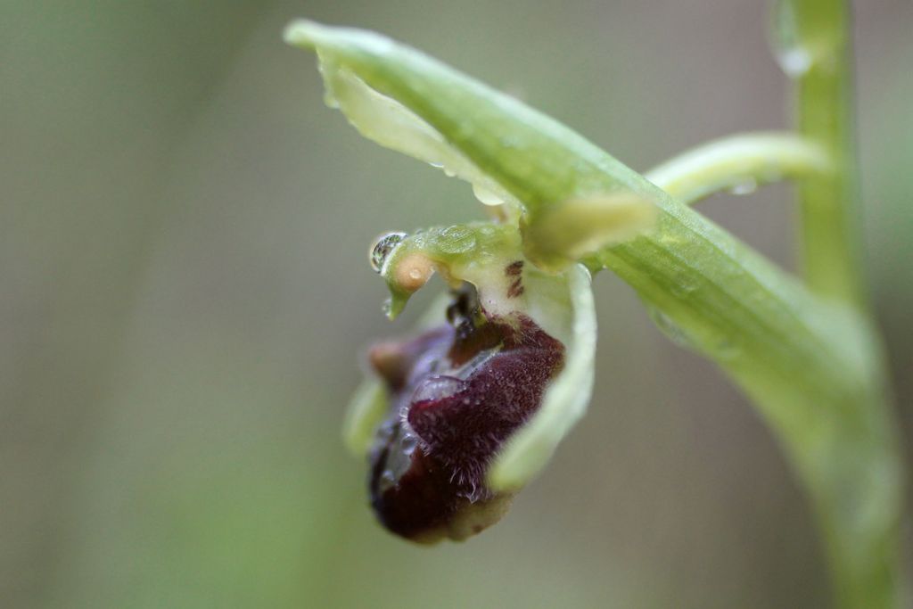 Aiuto e conferma identificazione orchidee